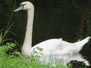 Swan - Esholt