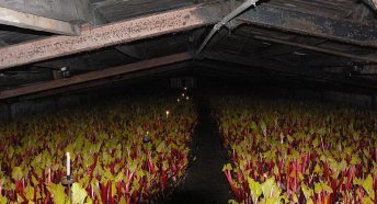 Rhubarb Forcing Shed in Carlton image: Alan Murray-Rust