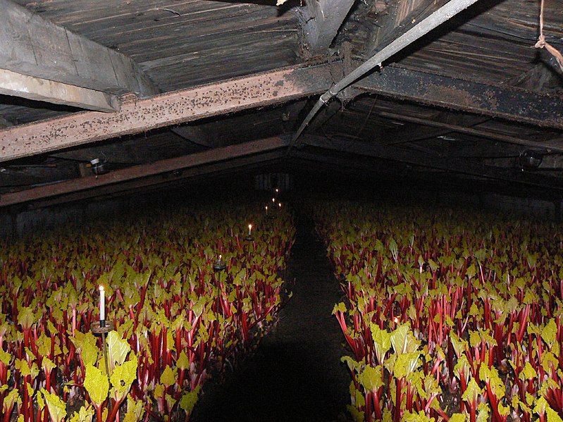 Rhubarb Forcing Shed in Carlton image: Alan Murray-Rust